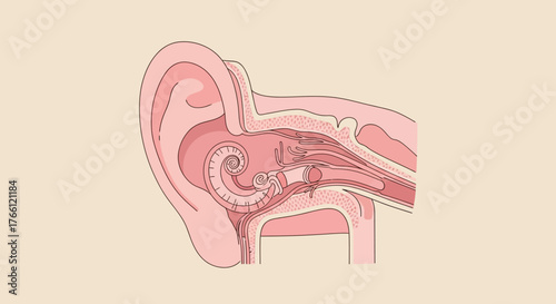 Detailed Diagram of Human Ear Anatomy Showing Inner Structures.