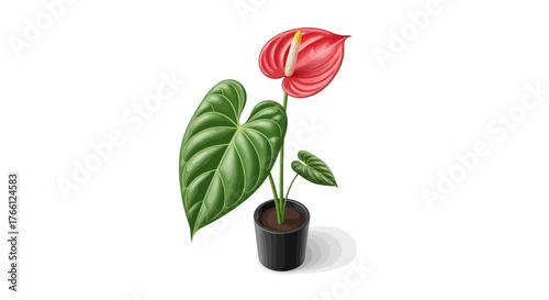 Elegant Anthurium Plant in Black Pot with Delicate Details Illustration