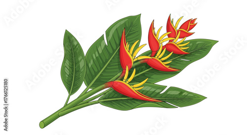 Heliconia plant illustration on a white background with vibrant colors