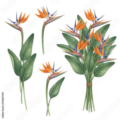 Strelitzia Reginae flower vector illustration collection isolated on white. Green leaves, orange and violet blossom realistic design set, bouquet. South African plant, crane flower or bird of paradise