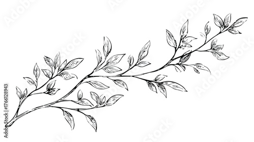 Detailed Drawing of Tree Branch with Sprigs Word - Botanical Illustration for Designs