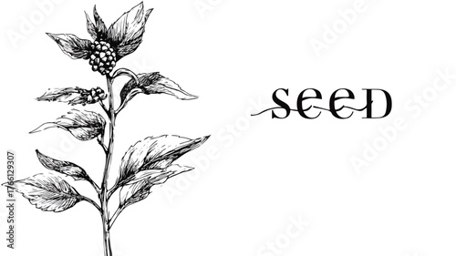 Botanical Illustration of Plant with Seed Word Vector Art