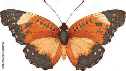 Elegant Butterfly Vector Art for Designers and Creators