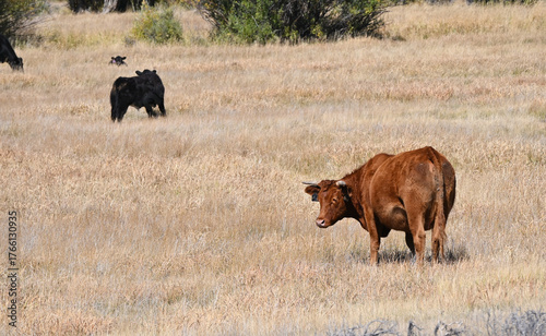 Cows in Dry Pasture
