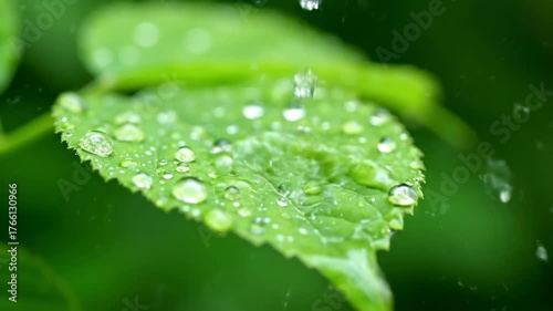 Exquisite slow motion capture of glistening water droplets cascading gracefully onto the surface of a fresh, verdant green leaf after rainfall beauty, refreshing, after rainfall