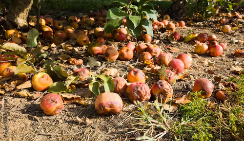 Apples falling from a tree rotting
