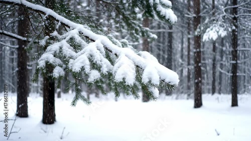 Wallpaper Mural Gentle snowfall softly accumulating on pine tree branches in a peaceful, serene natural forest environment Gentle snowfall, seasonal beauty, natural landscape Torontodigital.ca