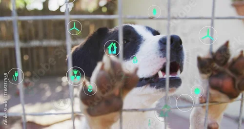 Fototapeta Standing black-and-white dog pressing paws against wire fence grid in yard, with energy icons