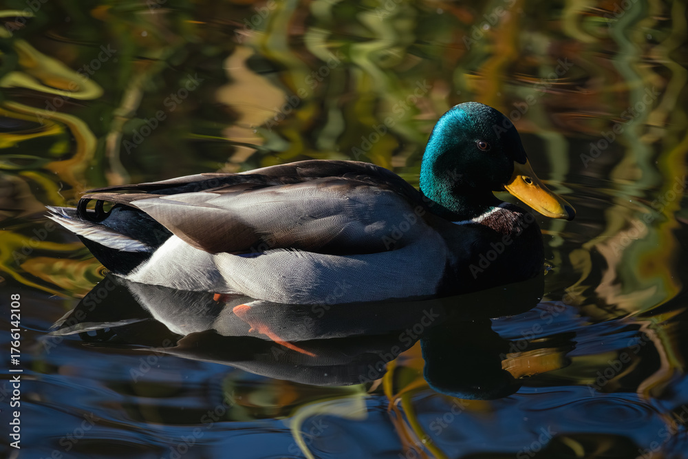 Obraz premium A vibrant male mallard duck glides peacefully on still water, reflecting vivid plumage and colorful surroundings under natural daylight.