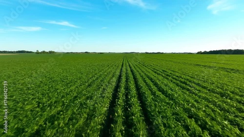 Expansive aerial drone shot sweeping over a vast, meticulously cultivated green agricultural field stretching towards the horizon under a clear sky wide shot, cultivation, overhead