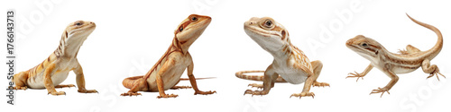 Adorable baby bearded dragons posing curiously, scaled reptiles in a row, perfect for pet lovers and exotic animal enthusiasts, captivating lizard portraits