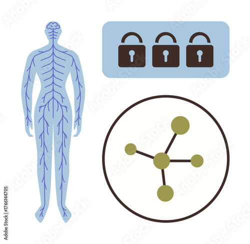 Human nervous system connected to a secured environment with padlocks and network nodes. Ideal for health, cybersecurity, connectivity, neural networks, communication, data privacy, simple flat