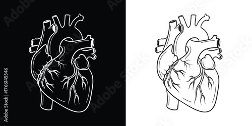 Anatomical heart illustration shows details in both black and white backgrounds