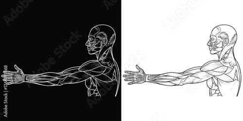 Detailed human anatomy illustration showcasing muscular structure in black and white