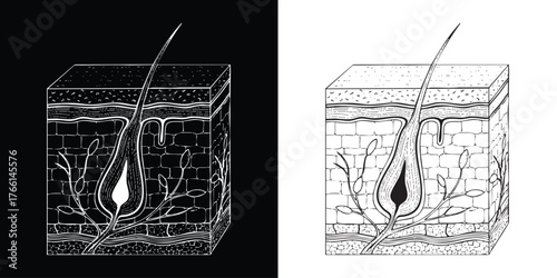 Detailed hair follicle structure with skin layers in black and white diagrams