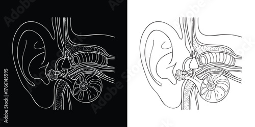 Detailed anatomical illustration of human ear structure for medical educational use