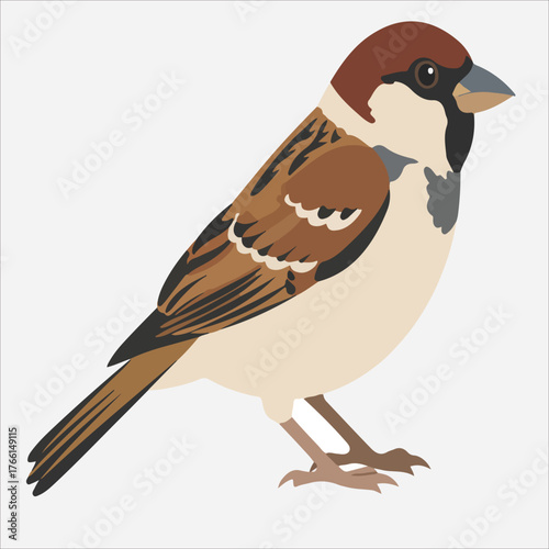 Illustration of a house sparrow standing on a plain white background with brown, black, and white feathers.