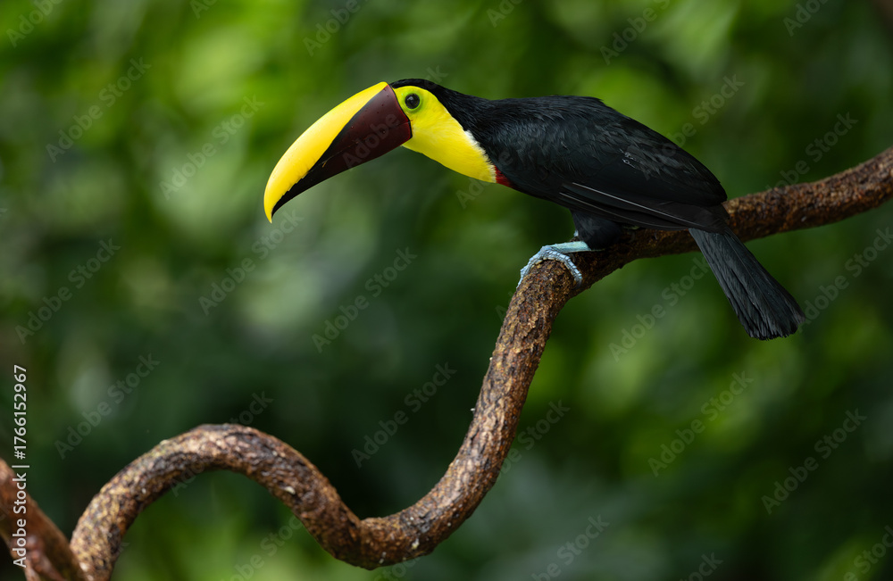 Fototapeta premium A Toucan in Costa Rica 