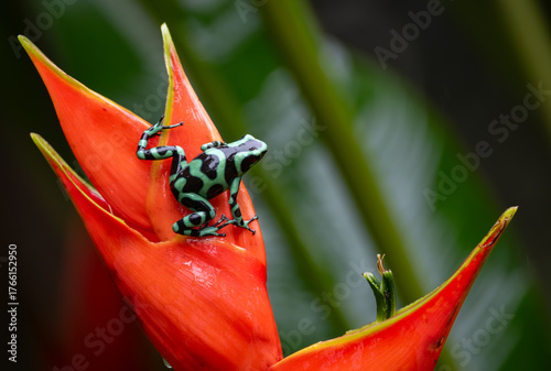Poison dart frog in Costa Rica 