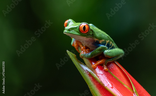 Red-eyed tree frog in Costa Rica 