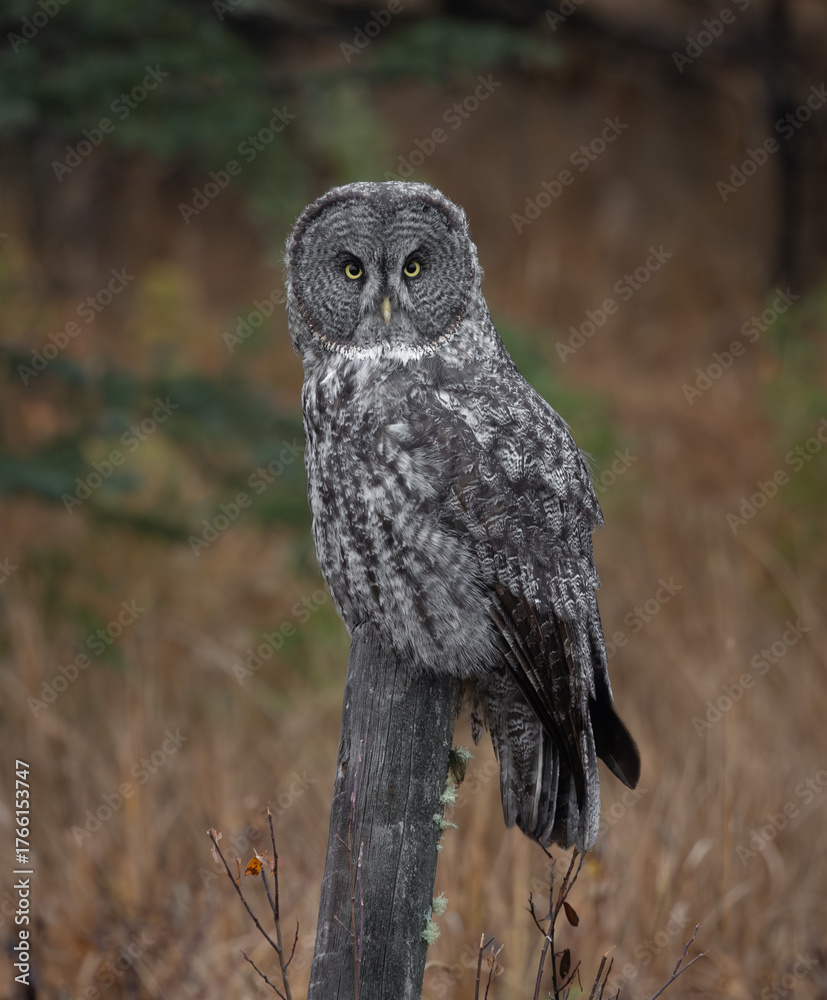 Fototapeta premium Great grey owl in Canada