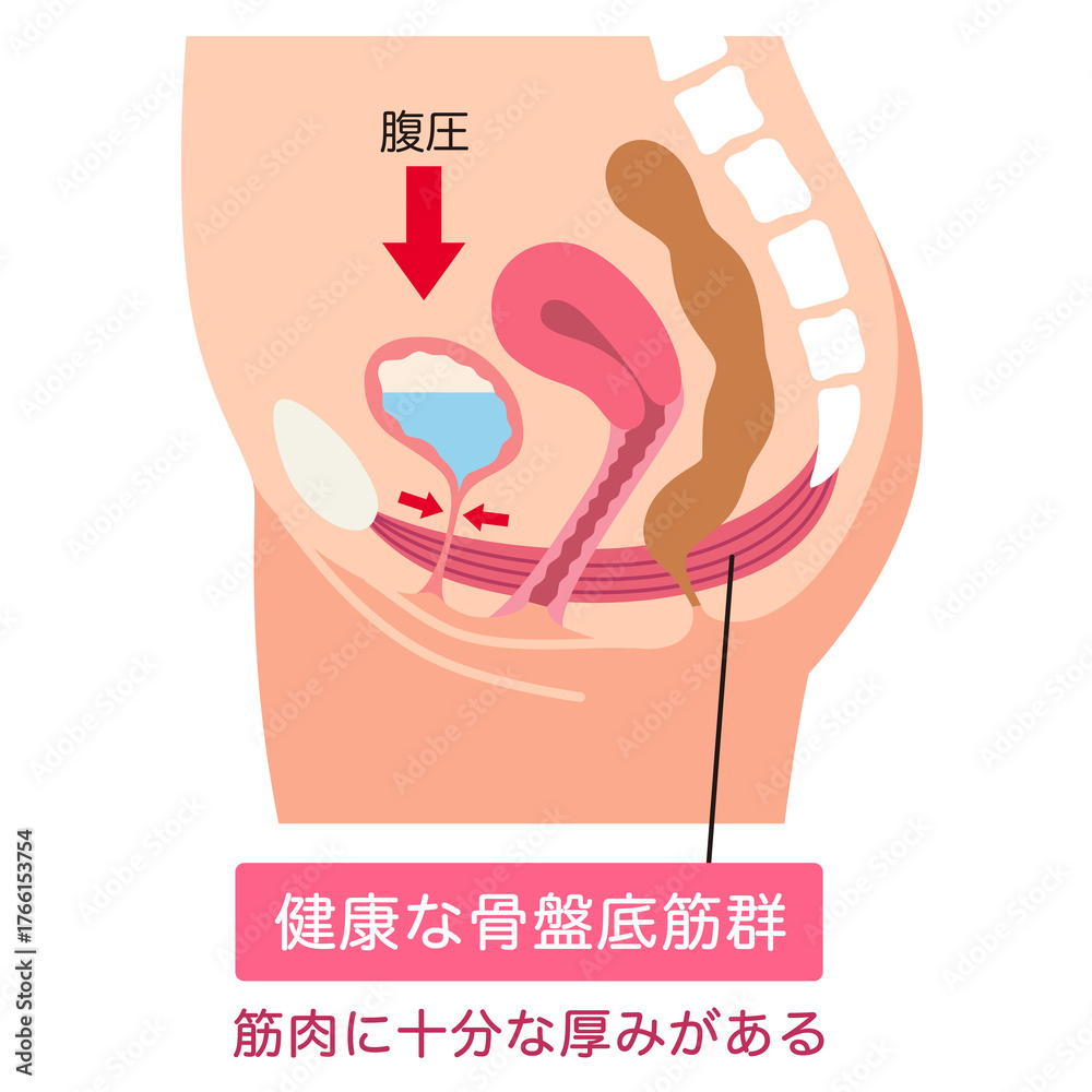 Obraz premium 健康な骨盤底筋群 骨盤底筋