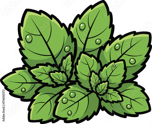 Vibrant Green Mint Leaves With Water Droplets Isolated On White Background Fresh Herb Nature