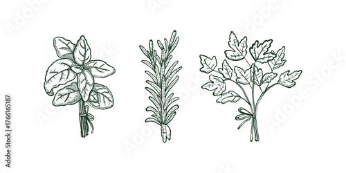 Spices, cooking herbs and seasonings sketch vectors set. Bay leaves, peppermint and sage, cinnamon and ginger