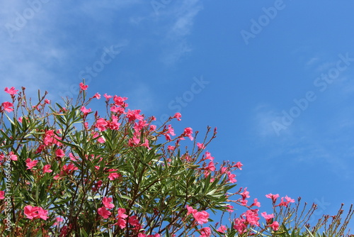 Cuadro en lienzo 青空を背景に美しく咲くキョウチクトウの鮮やかな花房