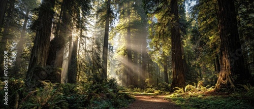 Sunlight streams through towering trees in a dense natural forest landscape