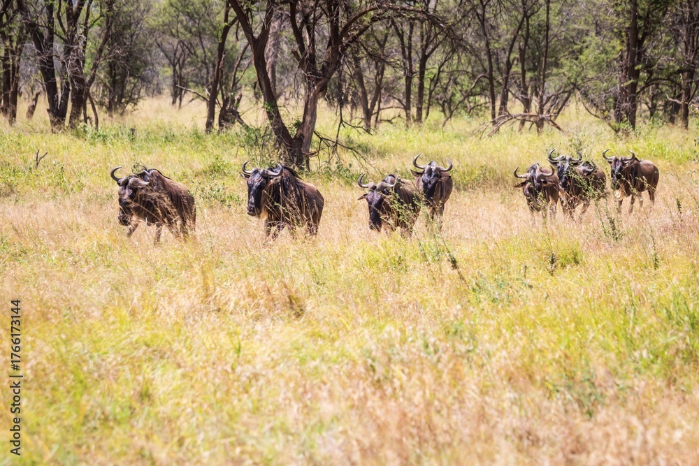Fototapeta premium Herd of Wildebeest Walking in a Line Through the Acacia Woodlands on the African Safari