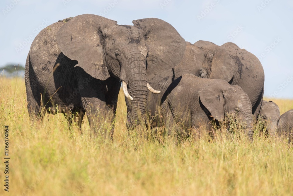 Φωτογραφία Elephant Family Grazing Peacefully in the African Savanna, Serengeti, Tanzania