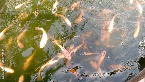 Canvas Print Group of colorful koi fish swimming in a pond with rippling water and natural reflections