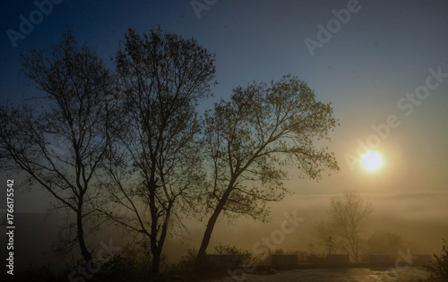 sunset in the woods