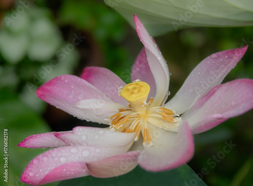 close up of pink lotus