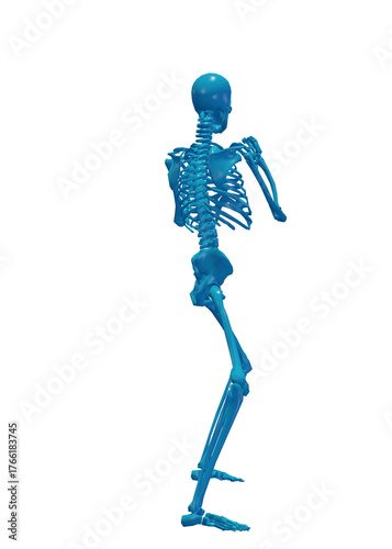 Human skeleton, 3D rendered, transparent background
