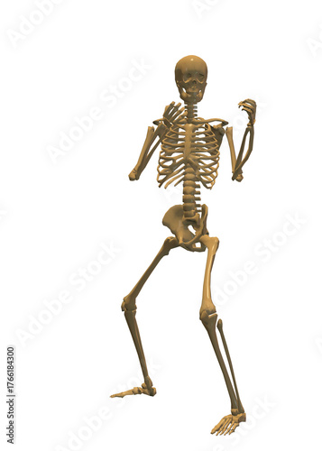 Human skeleton, 3D rendered, transparent background