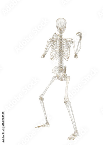 Human skeleton, 3D rendered, transparent background