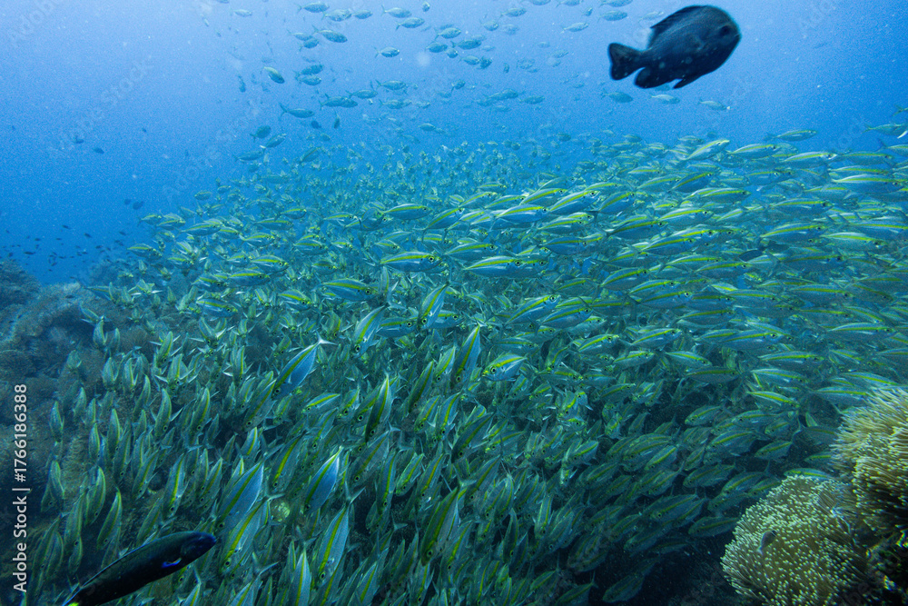 Fototapeta premium School of Oxeye scad on Koh Tao, Thailand 