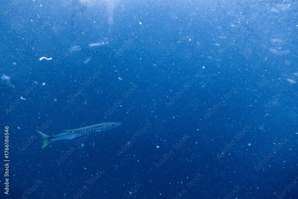 Fototapeta premium I interacted with lots of barracuda on Koh Tao.