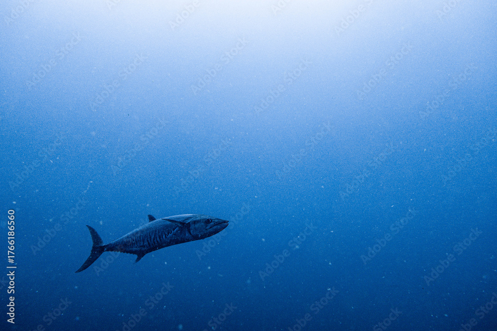 Fototapeta premium Narrow-barred Spanish mackerel encountered on Koh Tao, Thailand
