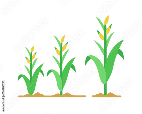 Minimal flat vector of a Corn Plant, 2D icon-style illustration on white background