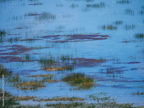 A tranquil landscape of a beautiful calm lake with various types of water plants and reeds growing in the blue water