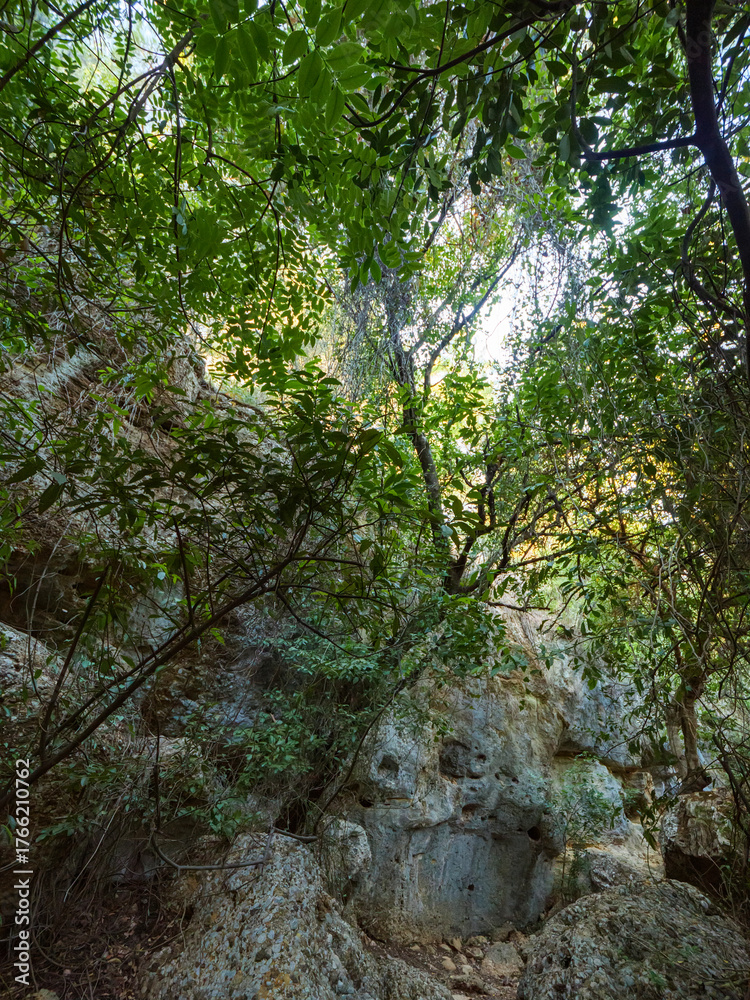 Fototapeta premium A beautiful and lush green forest inside a rocky canyon with trees growing among the large stones and boulders