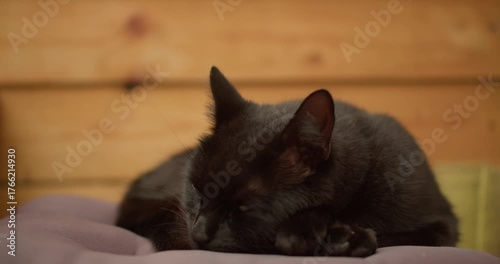 Curious Black Cat Hearing Mysterious Sounds at Home