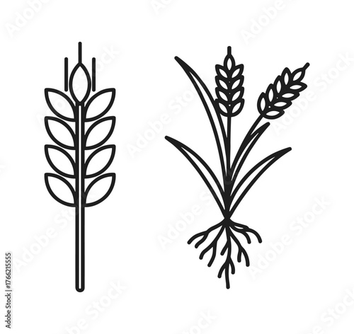 Wheat ear and wheat plant with roots, agricultural crops for bread and food production