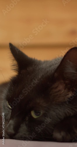 Black Cat Wakes Up and Listens to Surrounding Sounds | Vertical Video