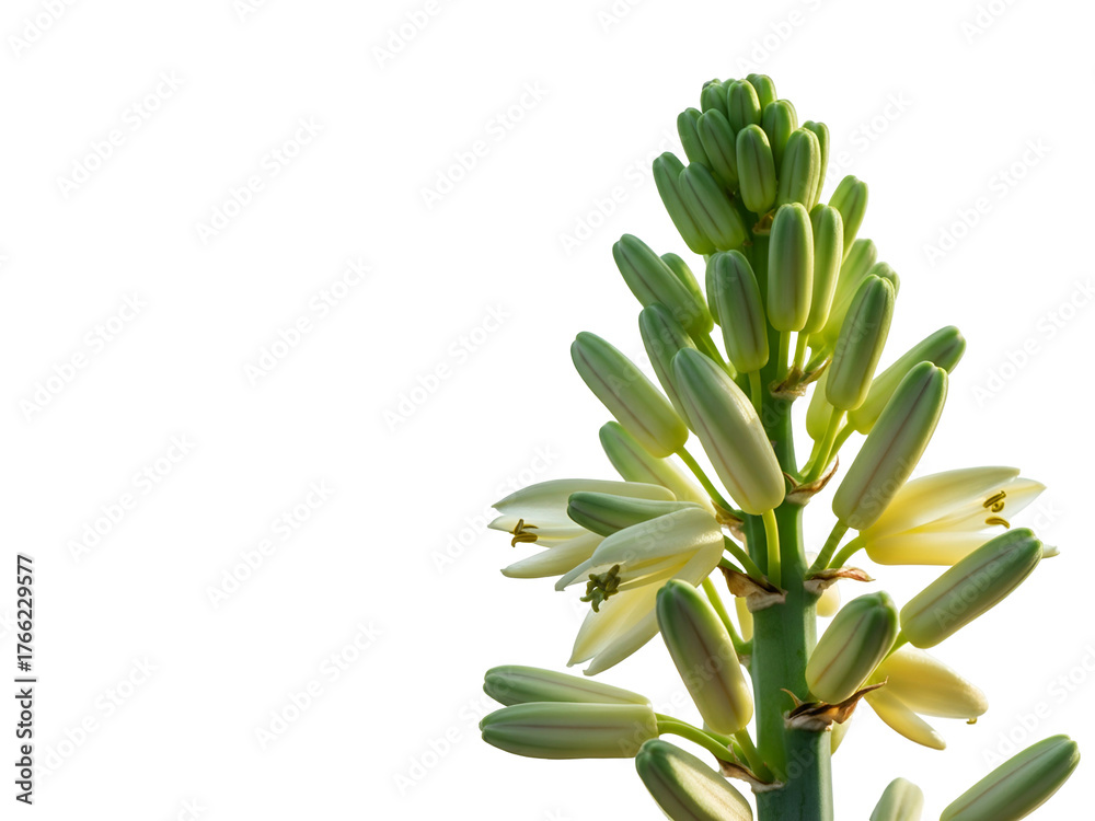 Obraz premium Majestic flower stalk of an Agave americana, or century plant, with fresh green buds and blossoms isolated on a clean white background for botanical design