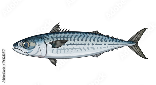 Detailed illustration of a mackerel fish, showcasing its stripes and aquatic features on white