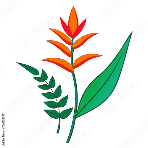 heliconia jade vine line art on white background